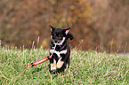 spielender Shiba Inu Welpe