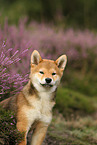 junger Shiba Inu