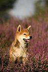 junger Shiba Inu