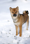 junger Shiba Inu im Schnee