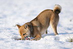 junger Shiba Inu im Schnee