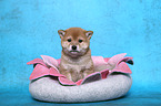 Shiba Inu Welpe