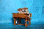 Shiba Inu Welpen