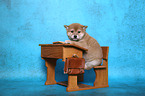 Shiba Inu Welpe