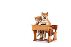 Shiba Inu Welpen