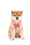 Shiba Inu Welpe