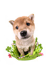 Shiba Inu Welpe