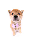 Shiba Inu Welpe