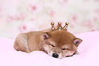 Shiba Inu Welpe