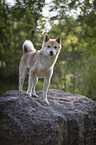 stehender Shiba Inu