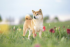 Shiba Inu