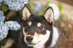 Shiba Inu Portrait