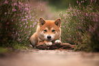 liegender Shiba Inu