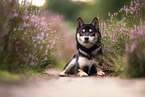 liegender Shiba Inu