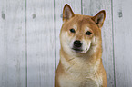 Shiba Inu Portrait