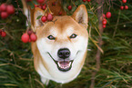 Shiba Inu Rde