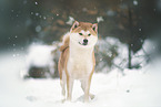 Shiba Inu Rde