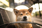 Shiba Inu Rde