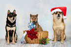 3 Shiba Inu