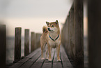 Shiba Inu Rde