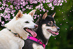 2 Shiba Inus