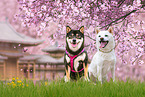 2 Shiba Inus