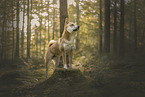 Shiba Inu