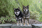 Shiba Inus