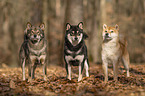 Shiba Inus