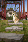 Shiba Inu