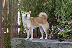 Shiba Inu
