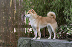 Shiba Inu
