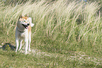 Shiba Inu