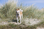 Shiba Inu