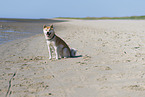 Shiba Inu
