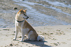 Shiba Inu