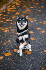 Shiba Inu