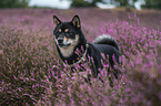 Shiba Inu
