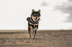 Shiba Inu