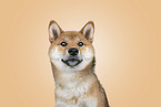 Shiba Inu