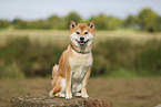 roter Shiba Inu
