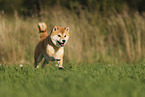 roter Shiba Inu