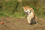 roter Shiba Inu