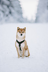 Shiba Inu