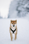 Shiba Inu