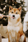 Shiba Inu
