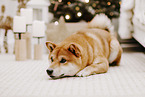 Shiba Inu