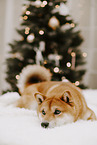 Shiba Inu