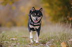 Shiba Inu R�de
