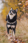 Shiba Inu R�de
